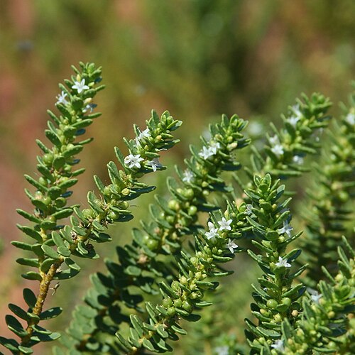 Pale myoporum: Myoporum brevipes
