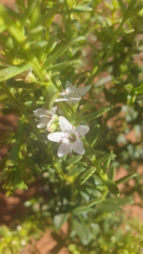 Pale myoporum (Myoporum brevipes)