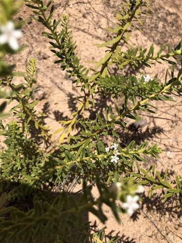 Pale myoporum (Myoporum brevipes)