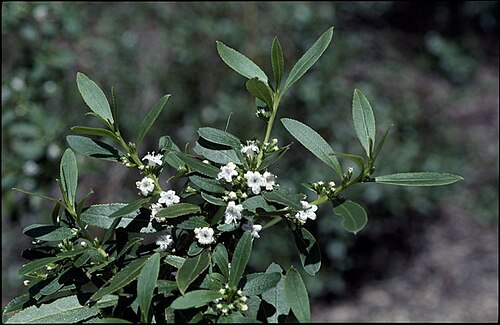Myoporum caprarioides: Myoporum caprarioides