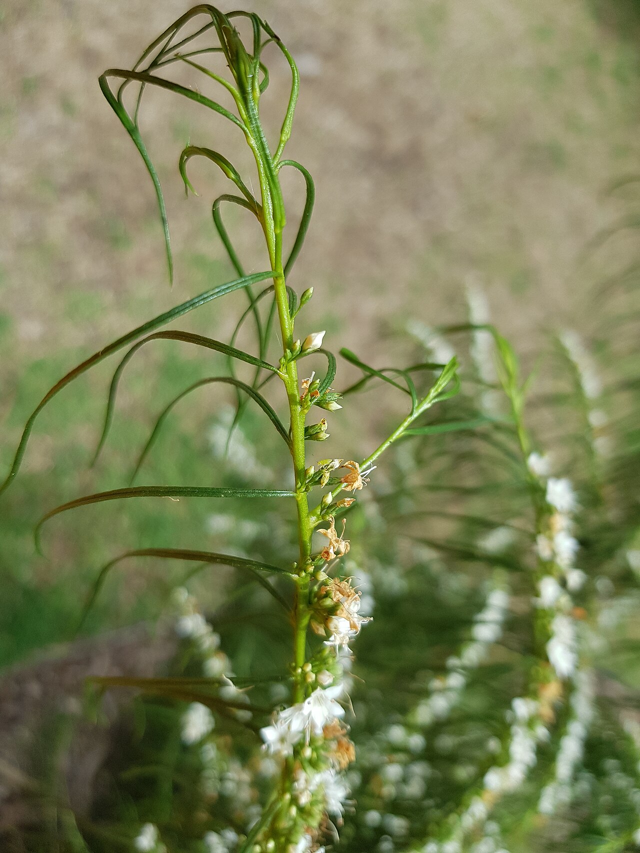 Myoporum floribundum: Myoporum floribundum.