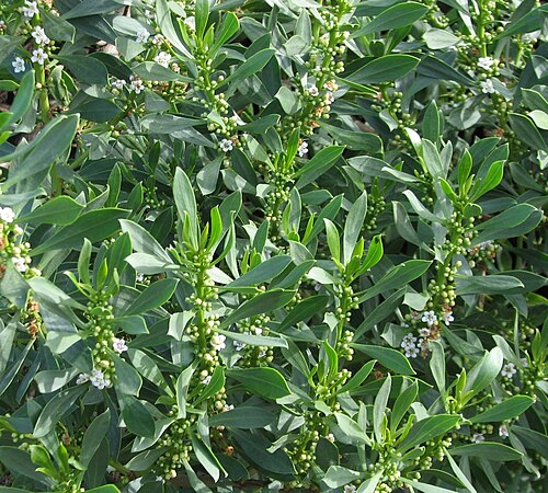 Myoporum insulare: Myoporum insulare Black Rock, Victoria, Australia