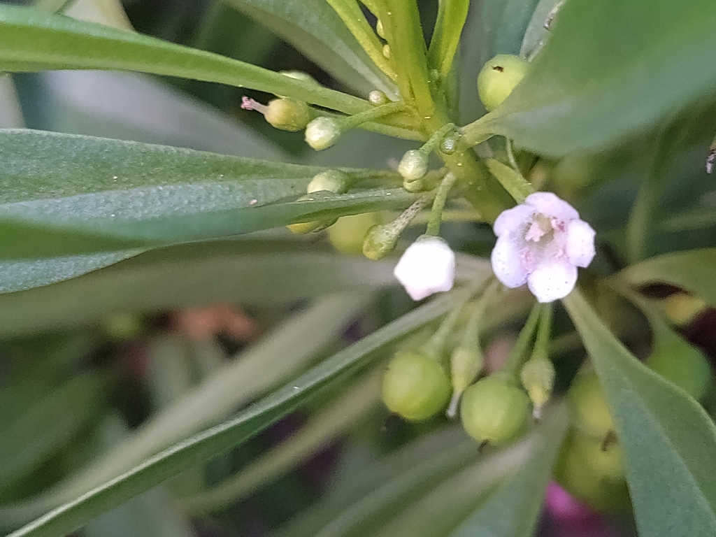 Myoporum mauritianum (Myoporum mauritianum)