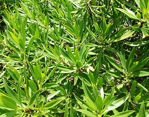 Myoporum mauritianum: Myoporum mauritianum