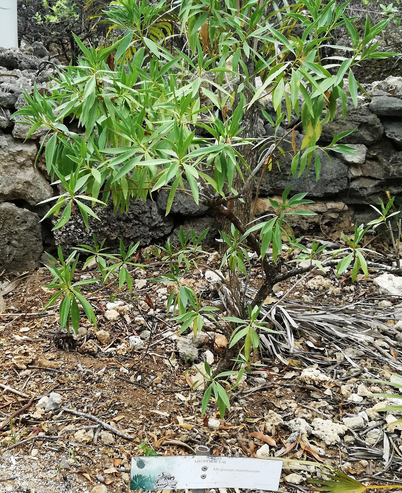 Myoporum mauritianum: Myoporum mauritianum Francois Leguat Rodrigues