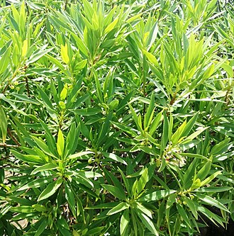 Myoporum mauritianum: Myoporum mauritianum