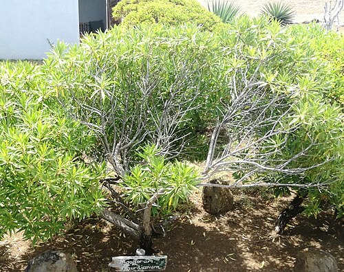 Myoporum mauritianum: Myoporum mauritianum