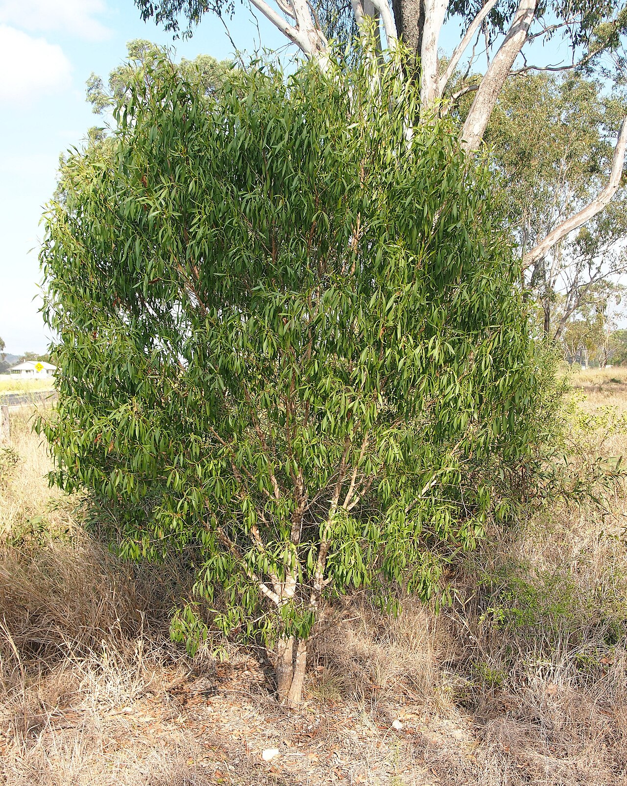 Waterbush: Myoporum montanum habit