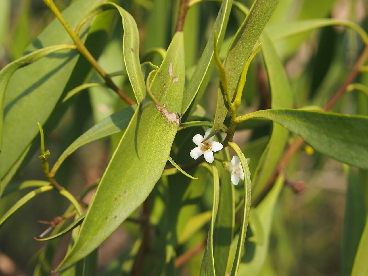 Waterbush: Myoporum montanum flowers and foliage