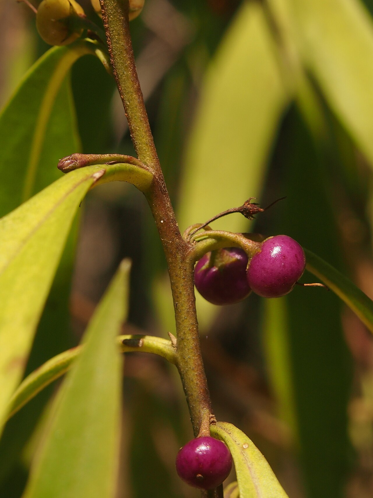Waterbush: Myoporum montanum fruit