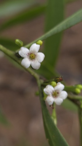 Waterbush (Myoporum montanum)