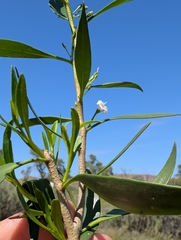 Waterbush (Myoporum montanum)