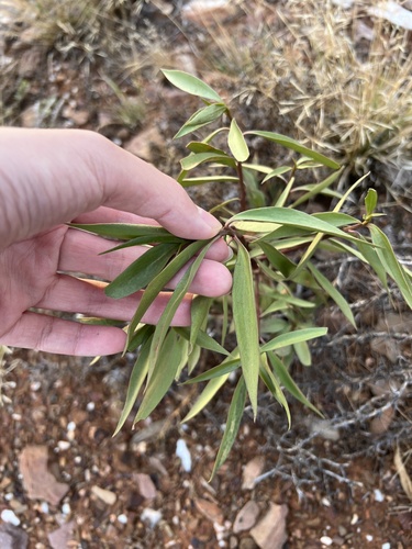 Waterbush (Myoporum montanum)
