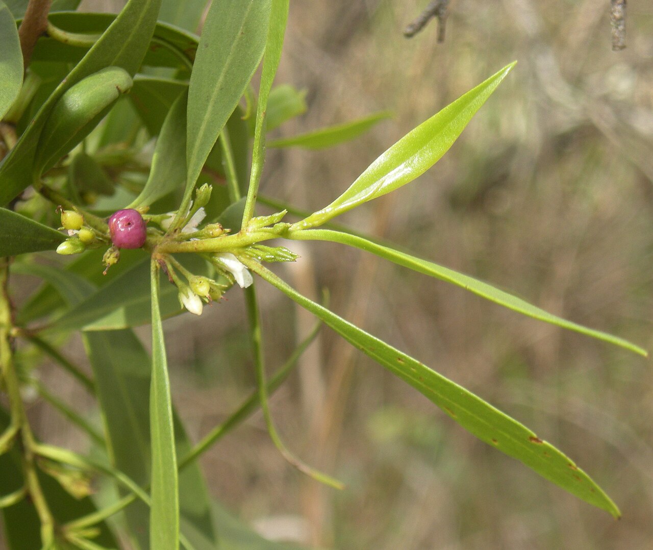 Waterbush: Myoporum montanum fruit. Yaamba, Queensland.
