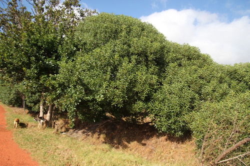 Waterbush (Myoporum montanum)