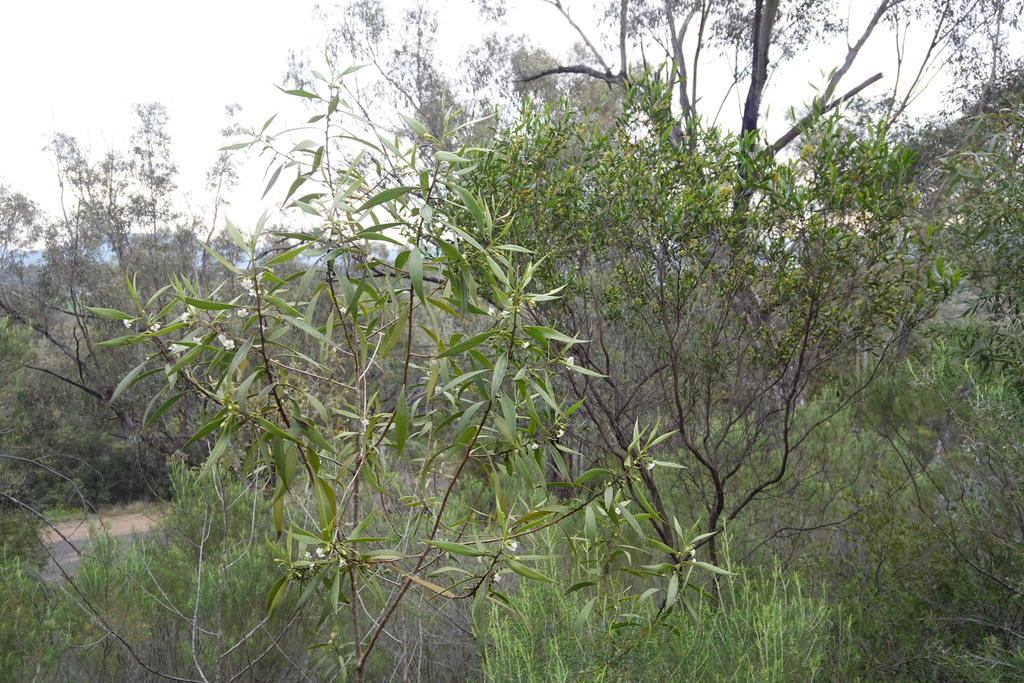 Waterbush (Myoporum montanum)
