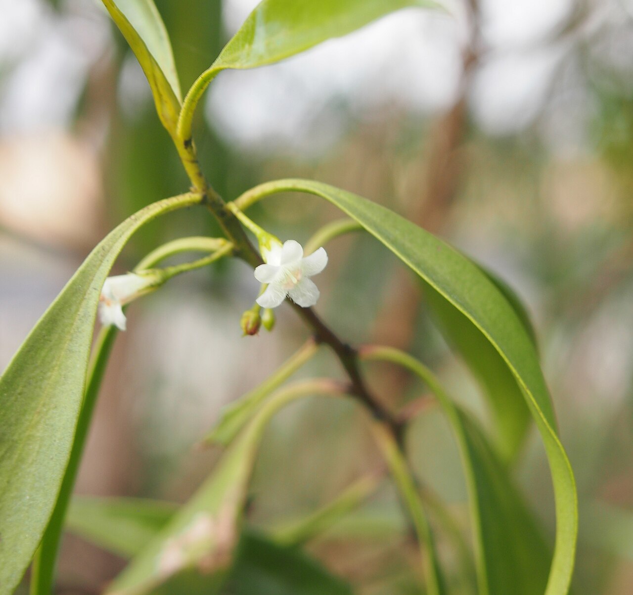 Waterbush: Myoporum montanum flower