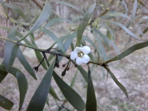 Waterbush (Myoporum montanum)