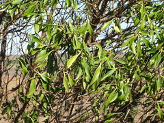 Waterbush (Myoporum montanum)