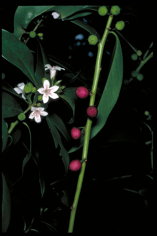 Bastard ironwood: Myoporum obscurum