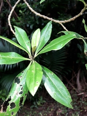 Bastard ironwood (Myoporum obscurum)