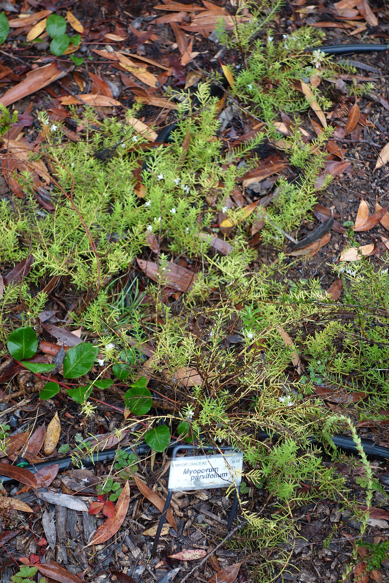 Slender myoporum: Botanical specimen in the UC Santa Cruz Arboretum at the University of California, Santa Cruz - 1156 High Street, Santa Cruz, California, USA.