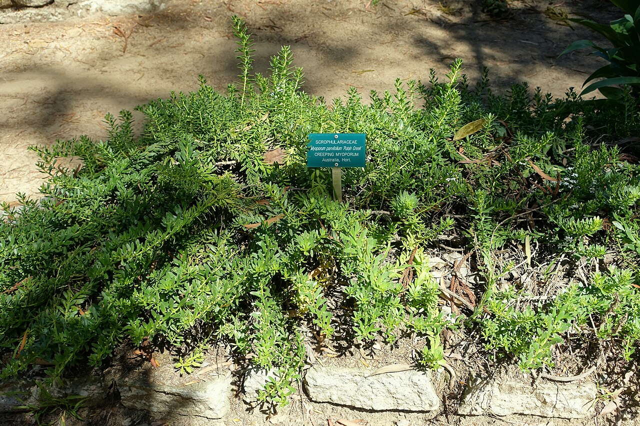 Slender myoporum: Botanical specimen in the Mildred E. Mathias Botanical Garden - University of California, Los Angeles - Los Angeles, California, USA.