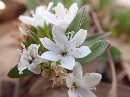 Slender myoporum (Myoporum parvifolium)