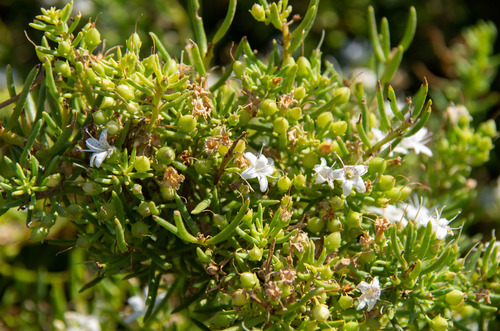 Slender myoporum (Myoporum parvifolium)