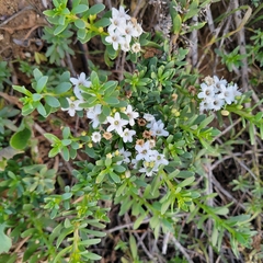 Slender myoporum (Myoporum parvifolium)