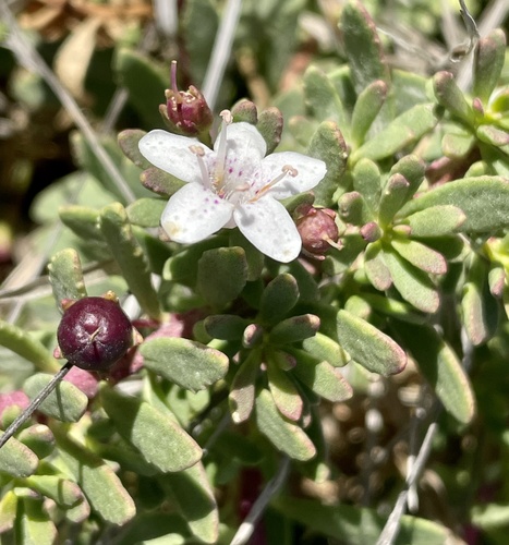 Slender myoporum (Myoporum parvifolium)