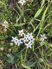 Slender myoporum (Myoporum parvifolium)