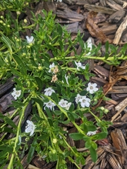 Slender myoporum (Myoporum parvifolium)
