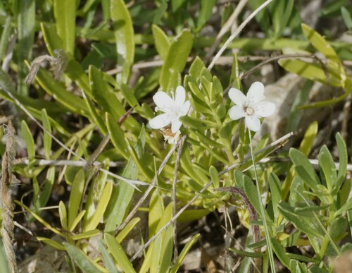 Slender myoporum (Myoporum parvifolium)