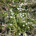 Slender myoporum (Myoporum parvifolium)