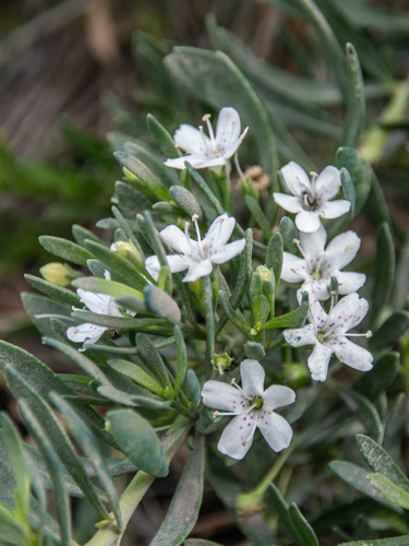 Slender myoporum (Myoporum parvifolium)