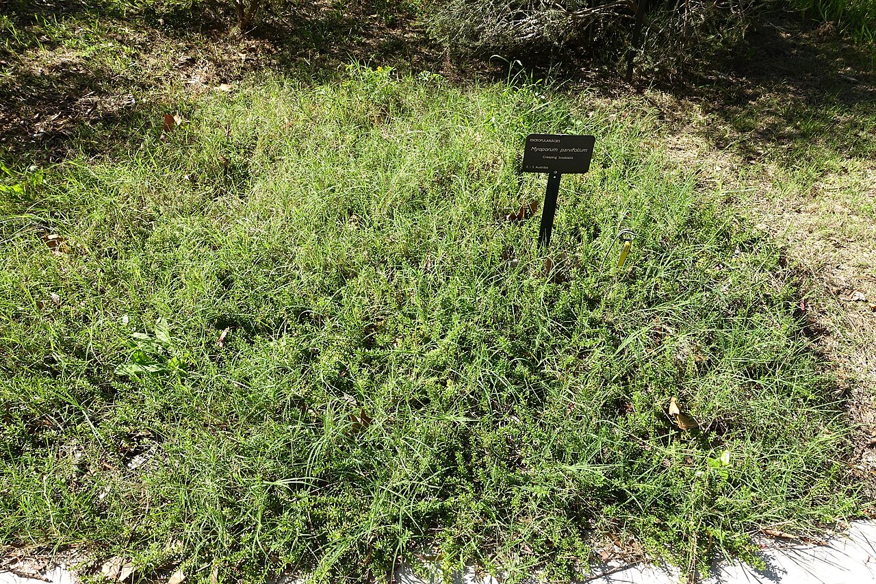 Slender myoporum: Botanical specimen in the Jardín Botánico de Barcelona - Barcelona, Spain.