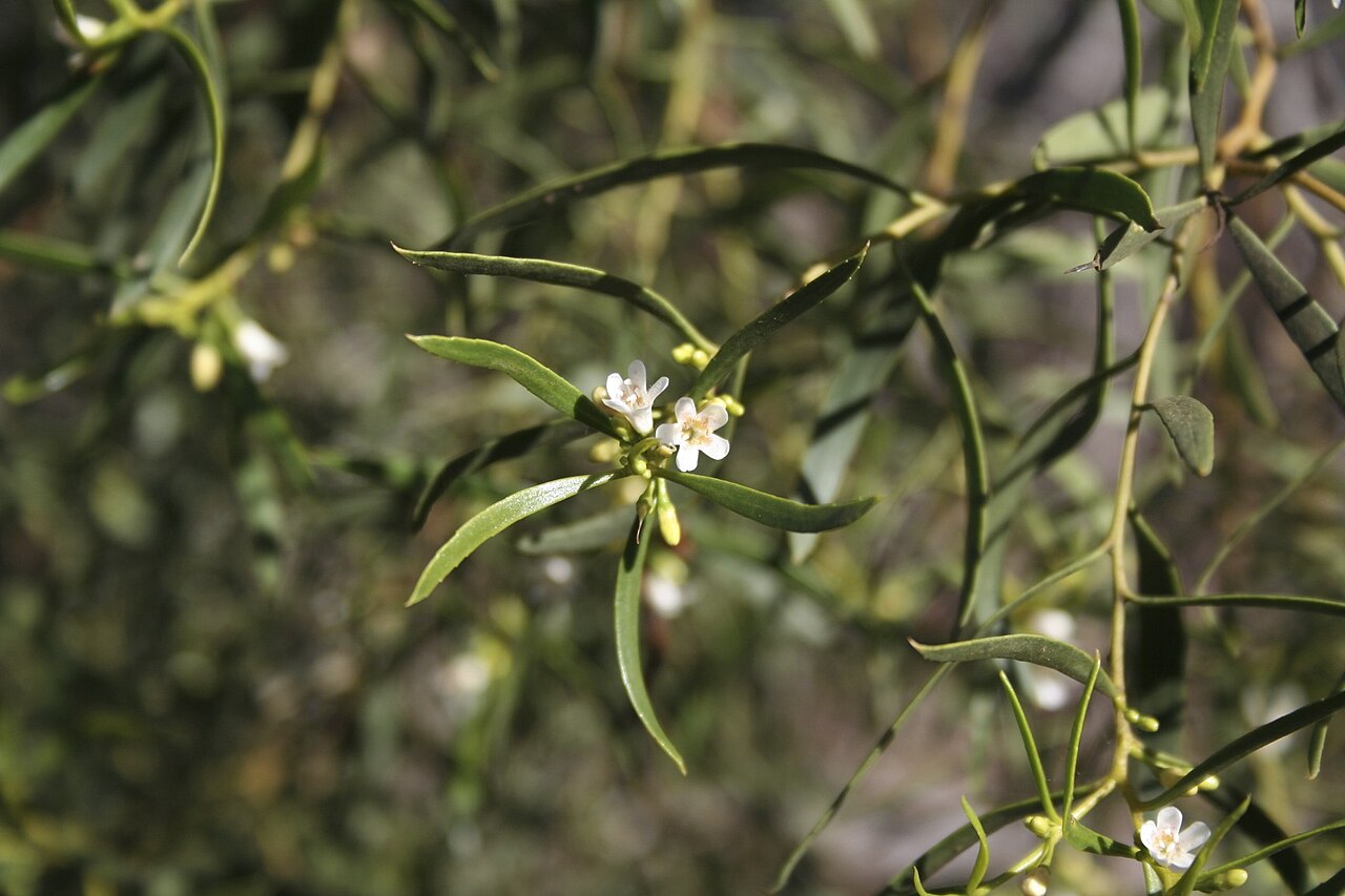 Myoporum platycarpum: Myoporum platycarpum