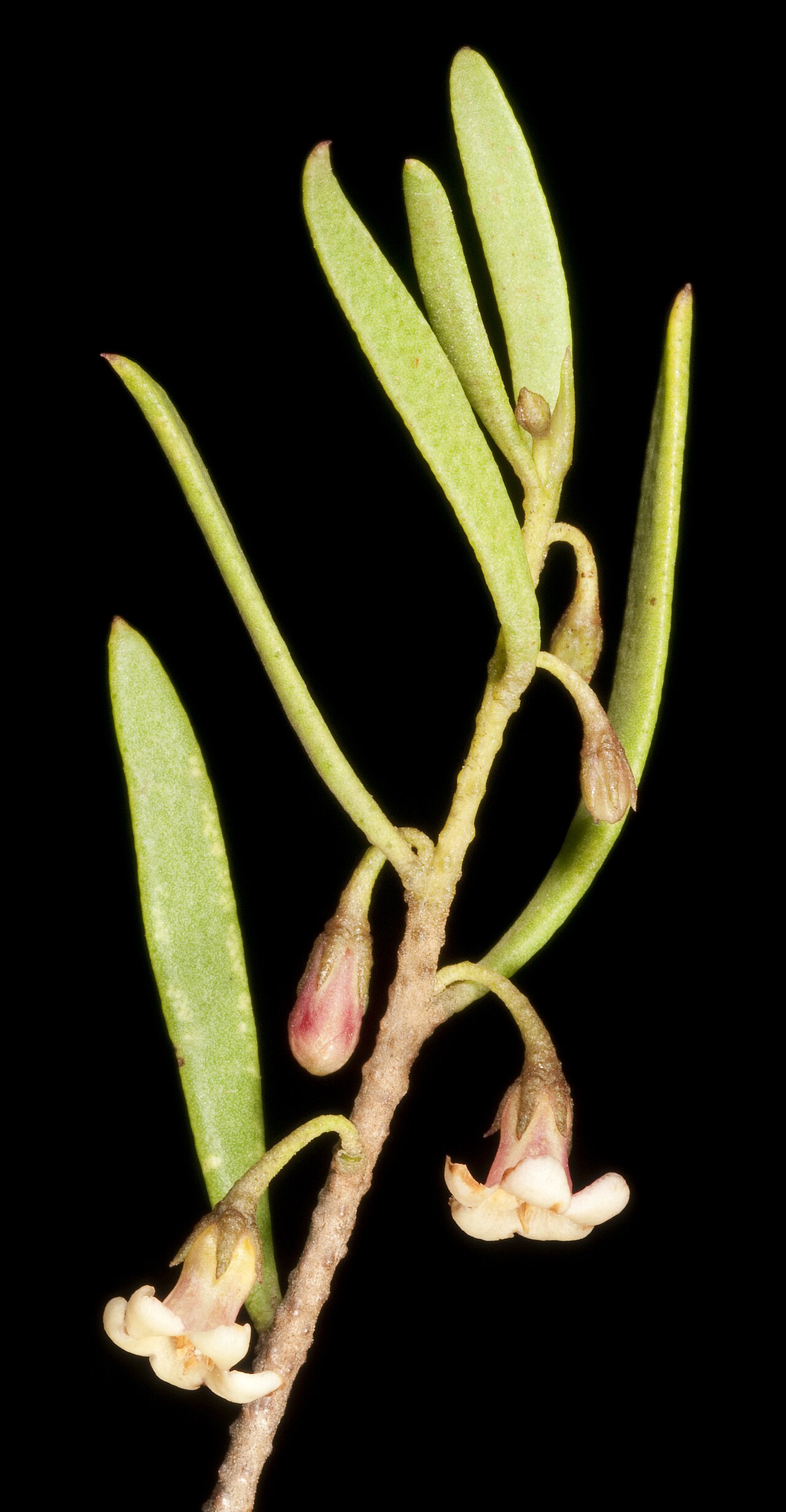 Myoporum platycarpum: KRT4541