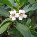 Myoporum rapense (Myoporum rapense)