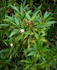 Myoporum rapense (Myoporum rapense)