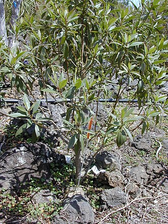 Naio: Myoporum sandwicense (planted). Location: Maui, Auwahi