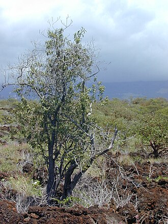 Naio: Myoporum sandwicense (habit). Location: Maui, Puu o Kali