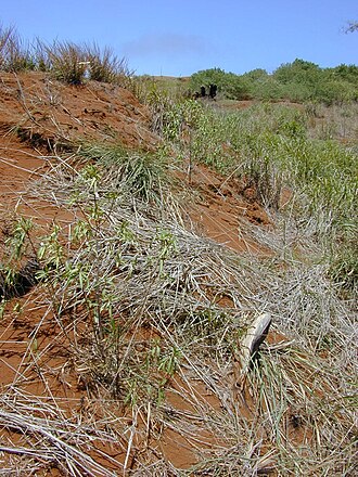 Naio: Myoporum sandwicense (habit). Location: Kahoolawe, Lua Makikia