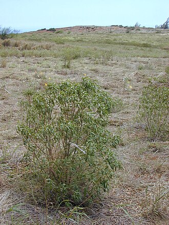 Naio: Myoporum sandwicense (habit). Location: Kahoolawe, Lua Makika