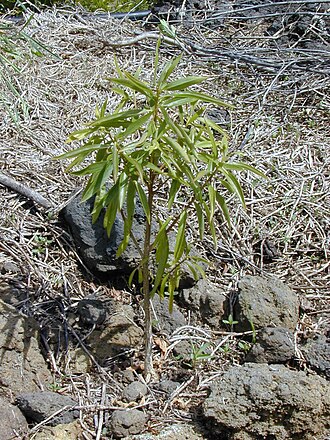 Naio: Myoporum sandwicense (planted). Location: Maui, Auwahi