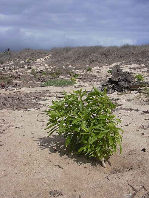 Naio: Myoporum sandwicense (planted). Location: Maui, Kanaha Beach