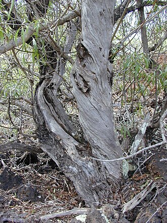 Naio: Myoporum sandwicense (habit). Location: Maui, Wailea 670
