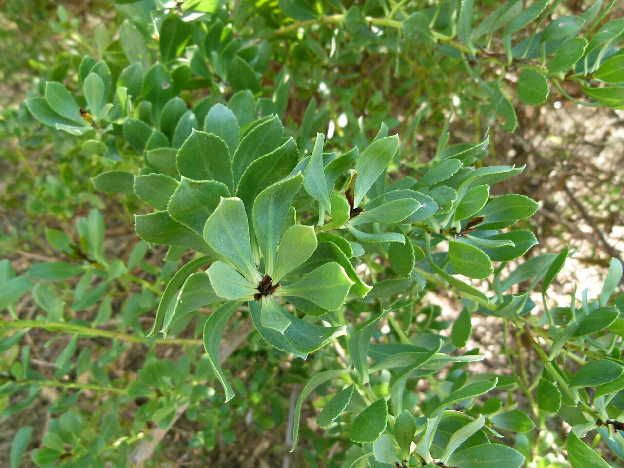 Myoporum tetrandrum: Jardin botanique Barcelone