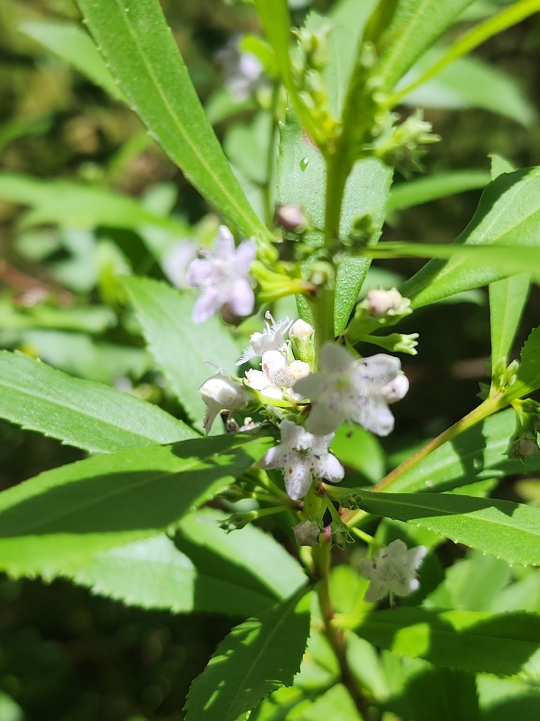 Myoporum tetrandrum (Myoporum tetrandrum)
